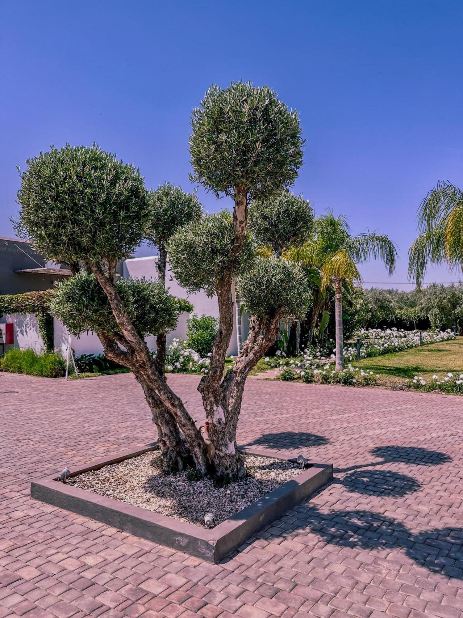Villa Jardins D'Isa Lagouassem Esterno foto